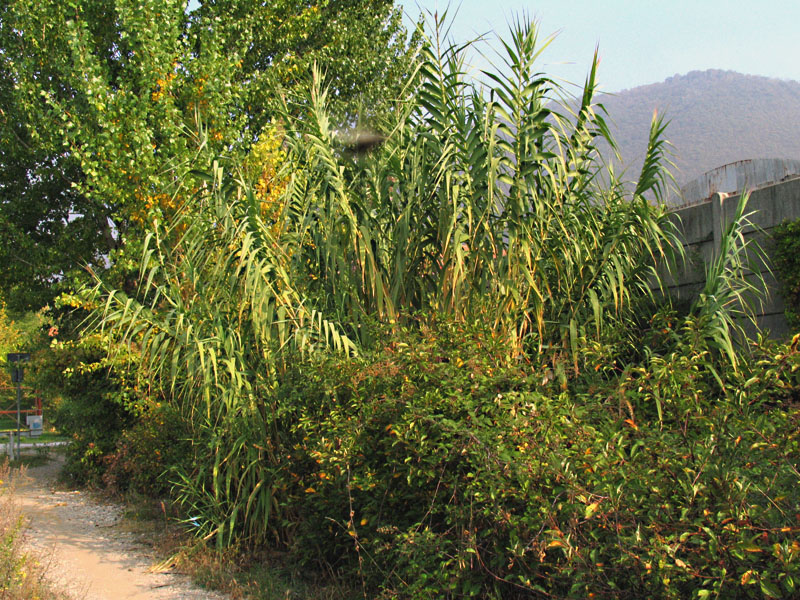 Arundo donax L. / Canna domestica.